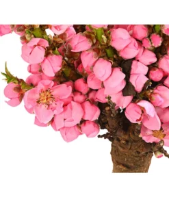 Zwergpfirsich 'Amber Pix Zee' -Pflanzen Promotion Geschäft 7728744 WE DE 001 ZwergPfirsich7LDehnerExpressHerzig