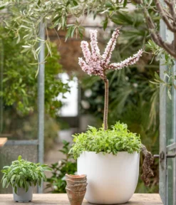 Zwergpfirsich 'Amber Pix Zee' -Pflanzen Promotion Geschäft 7728744 WE MO 001 ZwergPfirsich