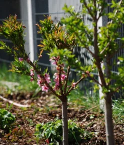 Zwergpfirsich 'Amber Pix Zee' -Pflanzen Promotion Geschäft 7728744 WE MO 003 ZwergpfirsichBauer