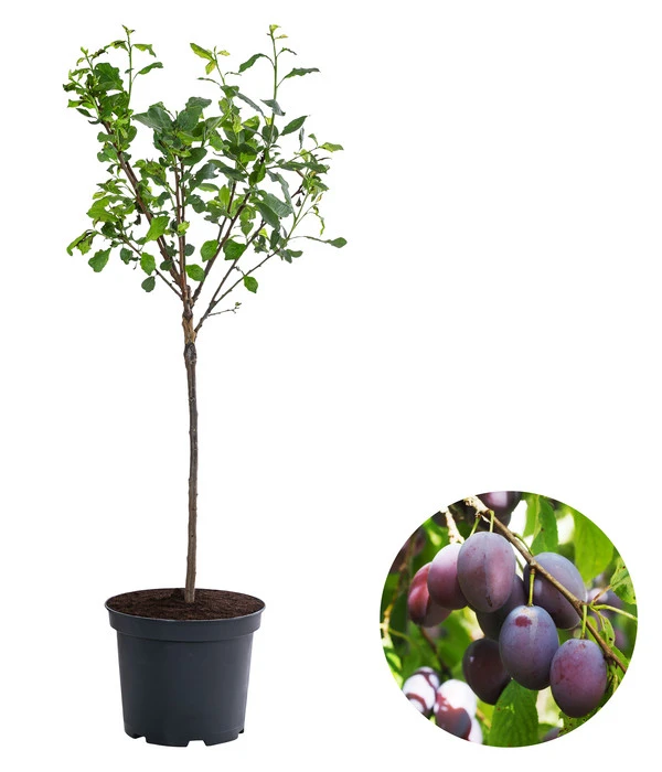 Zwergpflaume 'Hanna' 1 Zwergpflaume 'Hanna'
