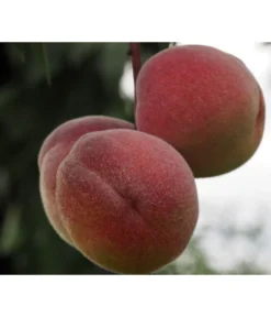 Zwergpfirsich, Rotlaubig -Pflanzen Promotion Geschäft 7728819 PR DE 001 PrunusPfirsichRubiraPixabayx 1