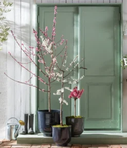 Pfirsich 'Rubira', Rotblättrig -Pflanzen Promotion Geschäft 7728819 WE MO 001 PfirsichPrunusPersica Content Fruehlingsstory 2023