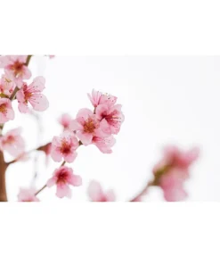 Gelbfleischiger Pfirsich -Pflanzen Promotion Geschäft 7728843 PR DE 001 Pfirsich7LDehnerExpressZS