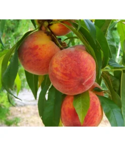 Gelbfleischiger Pfirsich -Pflanzen Promotion Geschäft 7728843 PR DE 001 PrunusPfirsichGelbfleischigPixabay