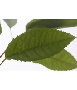 Winterapfel 'Pinova' -Pflanzen Promotion Geschäft 7729361 PR DE 001 ApfelPinovaMalusBusch95LiterDehnerExpressZS