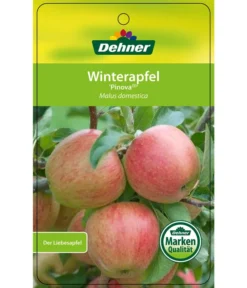 Winterapfel 'Pinova' -Pflanzen Promotion Geschäft 7729361 WinterapfelPinova Etikett 1