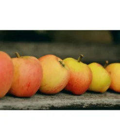 Winterapfel 'Pinova' -Pflanzen Promotion Geschäft 7729403 WE MO 001 ApfelPinovaPixabay