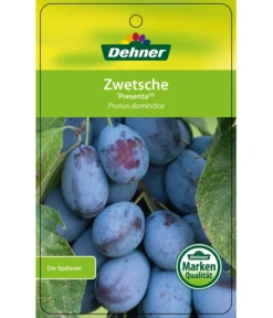 Zwetschge 'Presenta' 6 Zwetschge 'Presenta' -Pflanzen Promotion Geschäft 7729460 ZwetschePresenta Etikett 1