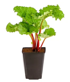 Bestseller -Pflanzen Promotion Geschäft 7736028 PR FS 002 RhabarberHimbeere2LiterDehnerExpressHerzig