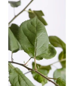 Winterapfel 'Roter Boskoop' -Pflanzen Promotion Geschäft 7745409 PR DE 001 ApfelRoterBoskoopMalusBusch95LiterDehnerExpressZS