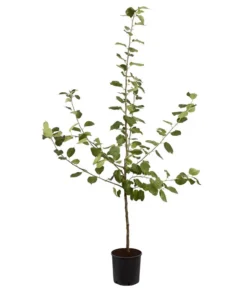 Winterapfel 'Roter Boskoop' -Pflanzen Promotion Geschäft 7745409 PR FS 001 ApfelRoterBoskoopMalusBusch95LiterDehnerExpressZS