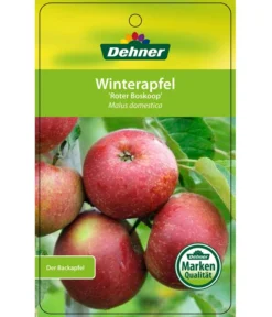 Winterapfel 'Roter Boskoop' -Pflanzen Promotion Geschäft 7745409 WinterapfelRoterBoskoop Etikett 1