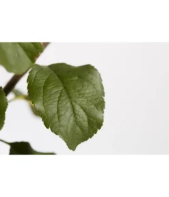 Herbstapfel 'Rubinola' -Pflanzen Promotion Geschäft 7747165 PR DE 001 ApfelRubinolaMalusBusch95LiterDehnerExpressZS