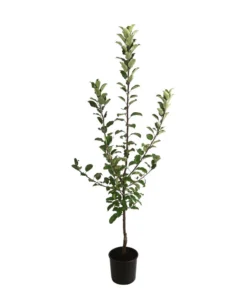 Allergikerapfel 'Santana' -Pflanzen Promotion Geschäft 7750631 WE FS 001 ApfelbaumMalusApfelSantanaAllergikerapfel