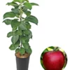 Säulenapfel 'Redcats'