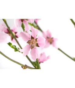 Säulennektarine 'Fantasia' -Pflanzen Promotion Geschäft 7752710 WE DE 001 PrunusSauelennektarineFantasia