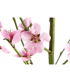 Säulenpfirsich 'Aida' 5 Säulenpfirsich 'Aida' -Pflanzen Promotion Geschäft 7752728 WE DE 001 PrunusSauelenpfirsichAida