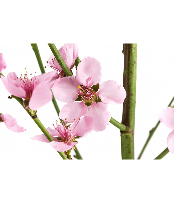 Säulenpfirsich 'Aida' 3 Säulenpfirsich 'Aida' – Bild 3