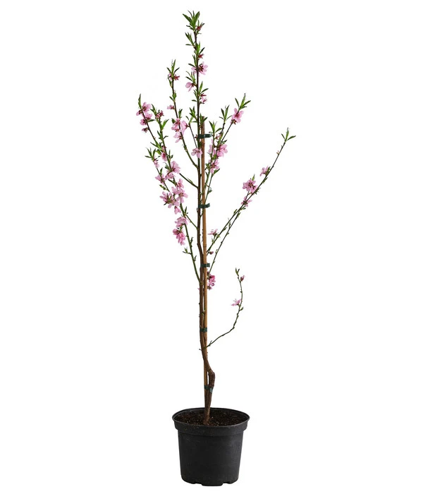 Säulenpfirsich 'Aida' 2 Säulenpfirsich 'Aida' – Bild 2