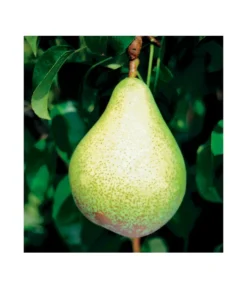 Säulenbirne 'Condo' 5 Säulenbirne 'Condo' -Pflanzen Promotion Geschäft 7754997 BildFS 001 SaeulenbirneCondoSaeulenbirneCondoS