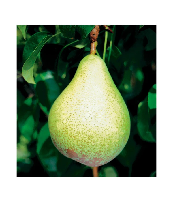 Säulenbirne 'Condo' 3 Säulenbirne 'Condo' – Bild 3