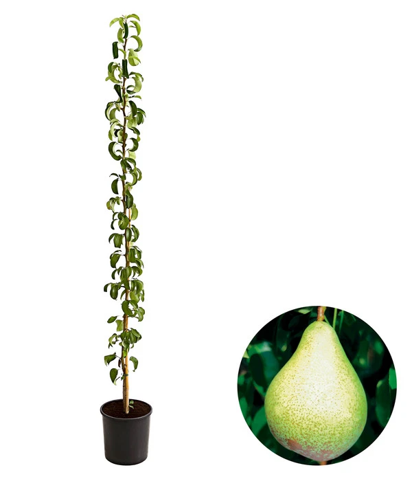 Säulenbirne 'Condo' 1 Säulenbirne 'Condo'