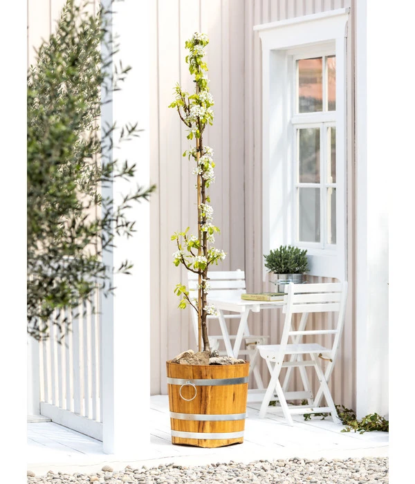 Säulenbirne 'Condo' 2 Säulenbirne 'Condo' – Bild 2