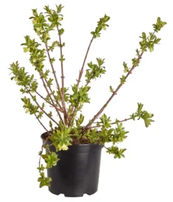 Pflanzen Promotion Geschäft -Pflanzen Promotion Geschäft 7756463 PR FS 001 SibirischeBlaubeereMyBerrySweet5LDehnerExpressZS