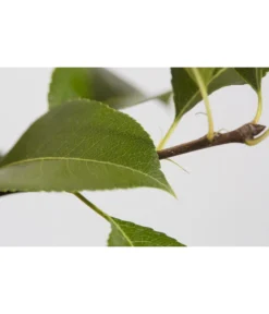 Süßkirsche 'Sunburst' 7 Süßkirsche 'Sunburst' -Pflanzen Promotion Geschäft 7760614 PR DE 001 KirscheSunburstPrunusBusch95LiterDehnerExpressZS