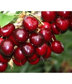 Süßkirsche 'Sunburst' 6 Süßkirsche 'Sunburst' -Pflanzen Promotion Geschäft 7760614 PR MO 001 KirscheSunburst