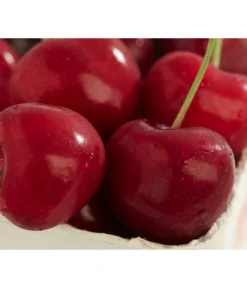 Süßkirsche 'Sunburst'