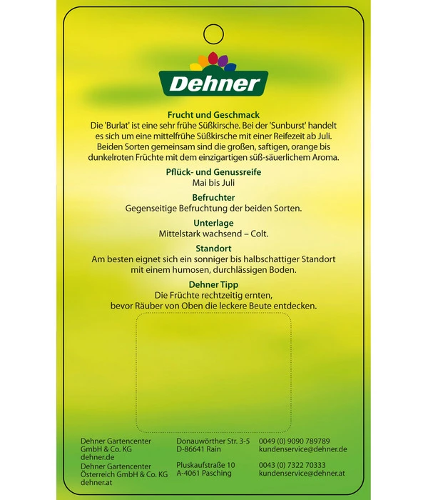 Kirschen-Duo 'Sunburst/Burlat' 5 Kirschen-Duo 'Sunburst/Burlat' – Bild 5