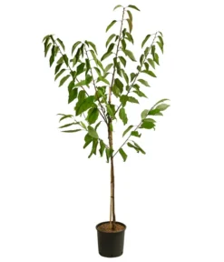 Pflanzen Promotion Geschäft -Pflanzen Promotion Geschäft 7760713 WE FS 001 PrunusKirscheDuoSunburstBurlat