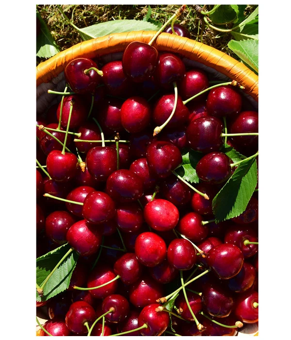 Kirschen-Duo 'Sunburst/Burlat' 3 Kirschen-Duo 'Sunburst/Burlat' – Bild 3