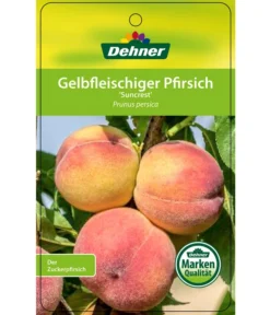 Pfirsich 'Suncrest' -Pflanzen Promotion Geschäft 7760754 GelbfleischigerPfirsichSuncrest Etikett 1