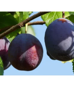 Dehner Pflaume 'The Czar'