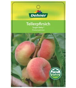 Tellerpfirsich 'Sugar Baby' -Pflanzen Promotion Geschäft 7763352 TellerpfirsichSugarBaby Etikett 1