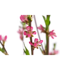 Tellerpfirsich 'Sugar Baby' -Pflanzen Promotion Geschäft 7763352 WE DE 001 PrunusTellerpfirsichSugarBaby