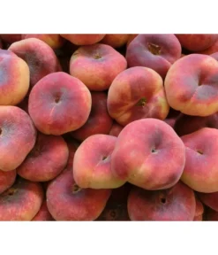 Dehner Tellerpfirsich