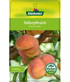 Dehner Tellerpfirsich -Pflanzen Promotion Geschäft 7763378 Tellerpfirsich Etikett 1