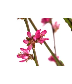 Teller-Nektarine 'Honey®' -Pflanzen Promotion Geschäft 7763394 WE DE 003 PrunusTellernektarineHoney