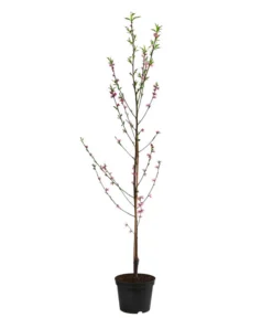 Teller-Nektarine 'Honey®' -Pflanzen Promotion Geschäft 7763394 WE FS 002 PrunusTellernektarineHoney