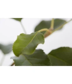 Herbstapfel 'Topaz' -Pflanzen Promotion Geschäft 7763931 PR DE 001 ApfelTopazMalusBusch95LiterDehnerExpressZS