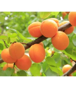 Aprikose 'Ungarische Beste' -Pflanzen Promotion Geschäft 7769680 PR DE 001 PrunusAprikoseUngarischeBestePixabay 1