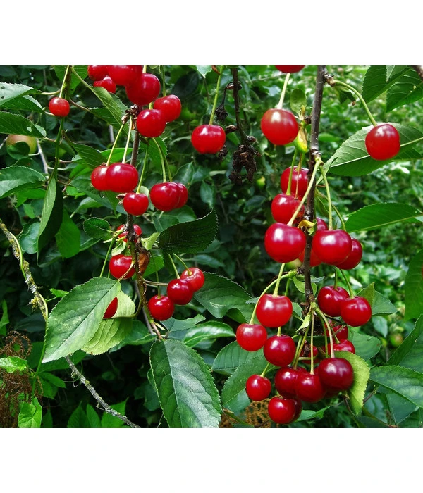 Sauerkirsche 'Ungarische Traubige', Busch 1 Sauerkirsche 'Ungarische Traubige', Busch
