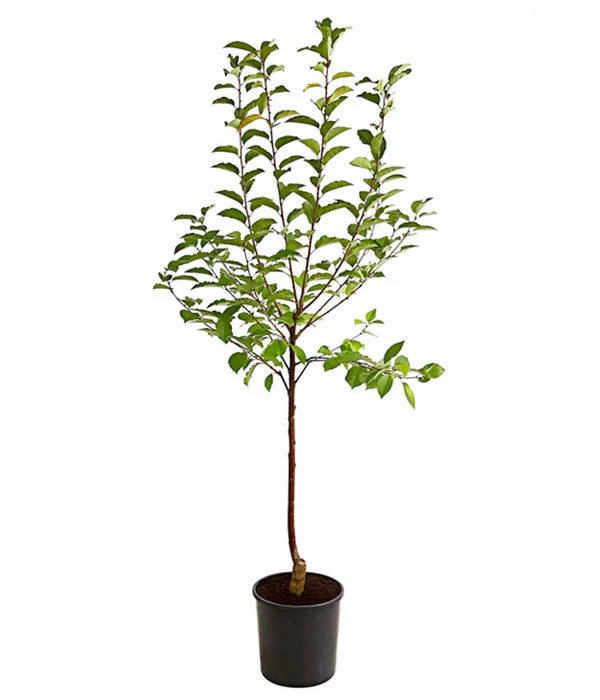 Sauerkirsche 'Ungarische Traubige', Busch 2 Sauerkirsche 'Ungarische Traubige', Busch – Bild 2