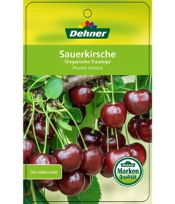 Sauerkirsche 'Ungarische Traubige', Busch 6 Sauerkirsche 'Ungarische Traubige', Busch -Pflanzen Promotion Geschäft 7769813 SauerkirscheUngarischeTraubige Etikett 1