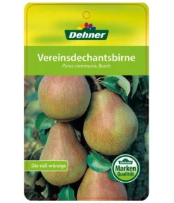 Herbstbirne 'Vereinsdechant' 8 Herbstbirne 'Vereinsdechant' -Pflanzen Promotion Geschäft 7772064 BirneVereinsdechant Etikett 1