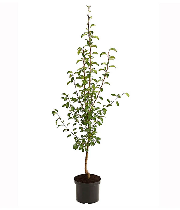 Herbstbirne 'Vereinsdechant' 2 Herbstbirne 'Vereinsdechant' – Bild 2