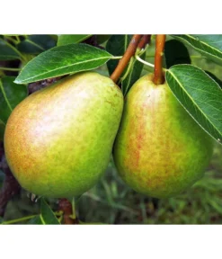 Herbstbirne 'Vereinsdechant'